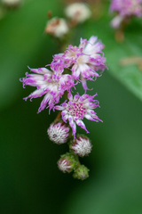 Cyrtocymura scorpioides