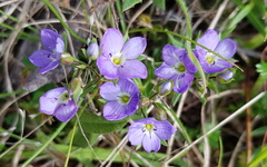 Veronica gracilis