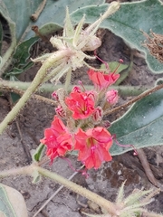 Nyctaginia capitata