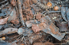 Odontomachus ruficeps