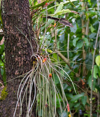 Acanthostachys strobilacea
