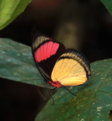 Batesia hypochlora