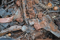 Odontomachus ruficeps