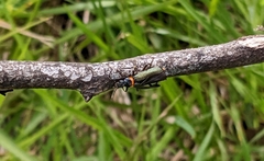 Chauliognathus lugubris