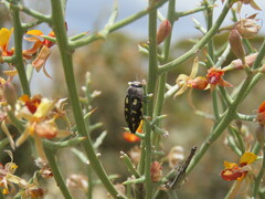 Astraeus flavopictus