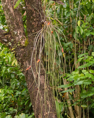 Acanthostachys strobilacea