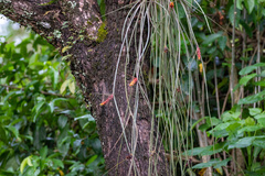 Acanthostachys strobilacea