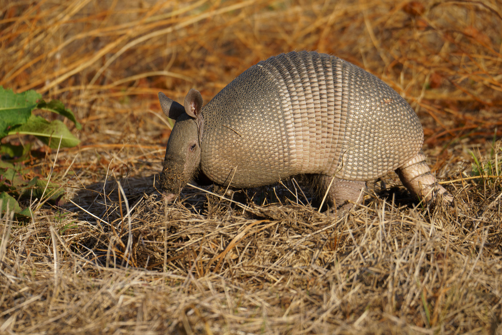 Nine-banded Armadillo from Refuge Rd, Sherman, TX, US on October 30 ...