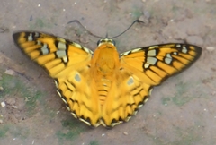 Myscelus amystis