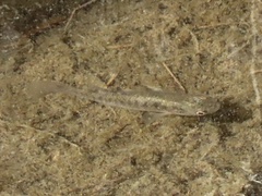 Fundulus heteroclitus