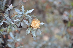 Banksia arborea