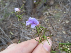 Eremophila metallicorum