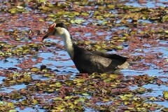 Irediparra gallinacea