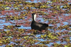 Irediparra gallinacea