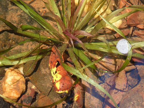 Image of Blyxa aubertii by (c) Wairambar Rainforest, some rights reserved (CC BY)