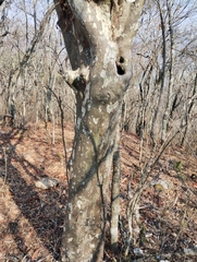 Libidibia paraguariensis