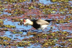 Irediparra gallinacea
