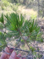 Pinus remota