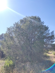 Pinus remota