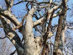 Libidibia paraguariensis