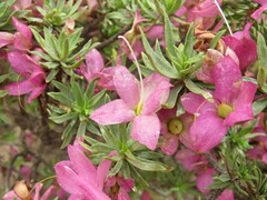 Eremophila miniata