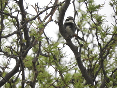 Microspingus torquatus