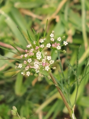 Cyclospermum leptophyllum