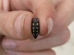 Astraeus flavopictus