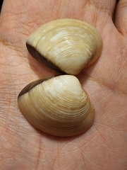 Meretrix lyrata