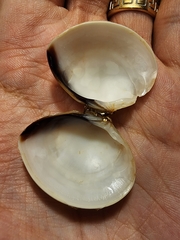 Meretrix lyrata