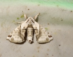 Apatelodes pudefacta