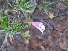 Eremophila metallicorum