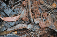 Odontomachus ruficeps