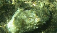 Dolabella auricularia
