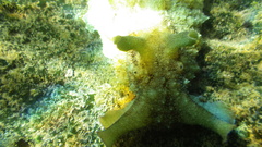 Dolabella auricularia