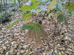 Hydrangea quercifolia