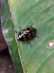 Iphiclus abdominalis