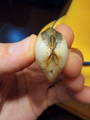 Meretrix lyrata