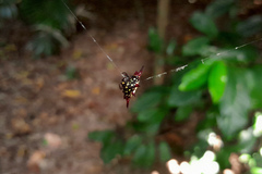 Gasteracantha fornicata