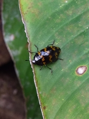 Iphiclus abdominalis