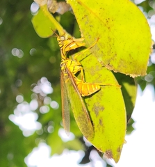 Mantispidae
