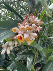 Alpinia