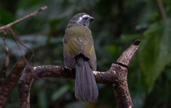 Saltator similis