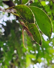Mantispidae