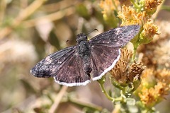 Erynnis funeralis