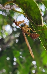 Mantispidae