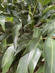 Alpinia