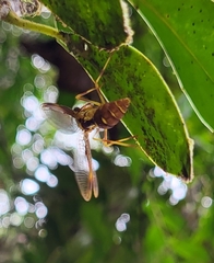 Mantispidae