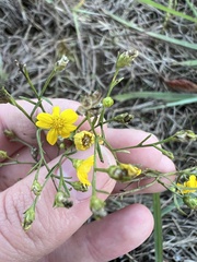 Gutierreziinae