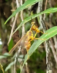 Mantispidae